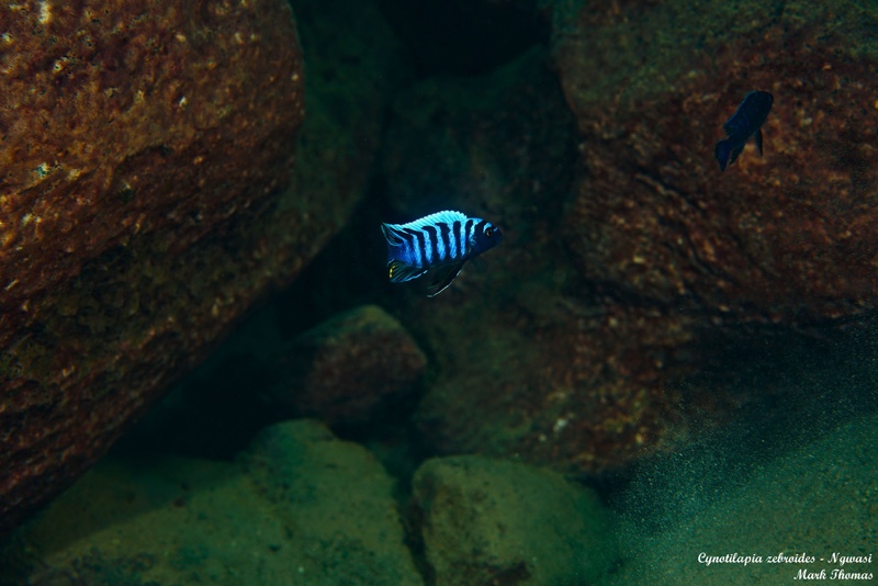 Cynotilapia zebroides 'Ngwasi'